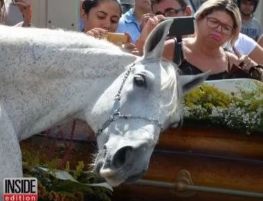 Άλογο σκύβει συγκλονισμένο το κεφάλι του στο φέρετρο του αγαπημένου του φίλου (βιντεο)